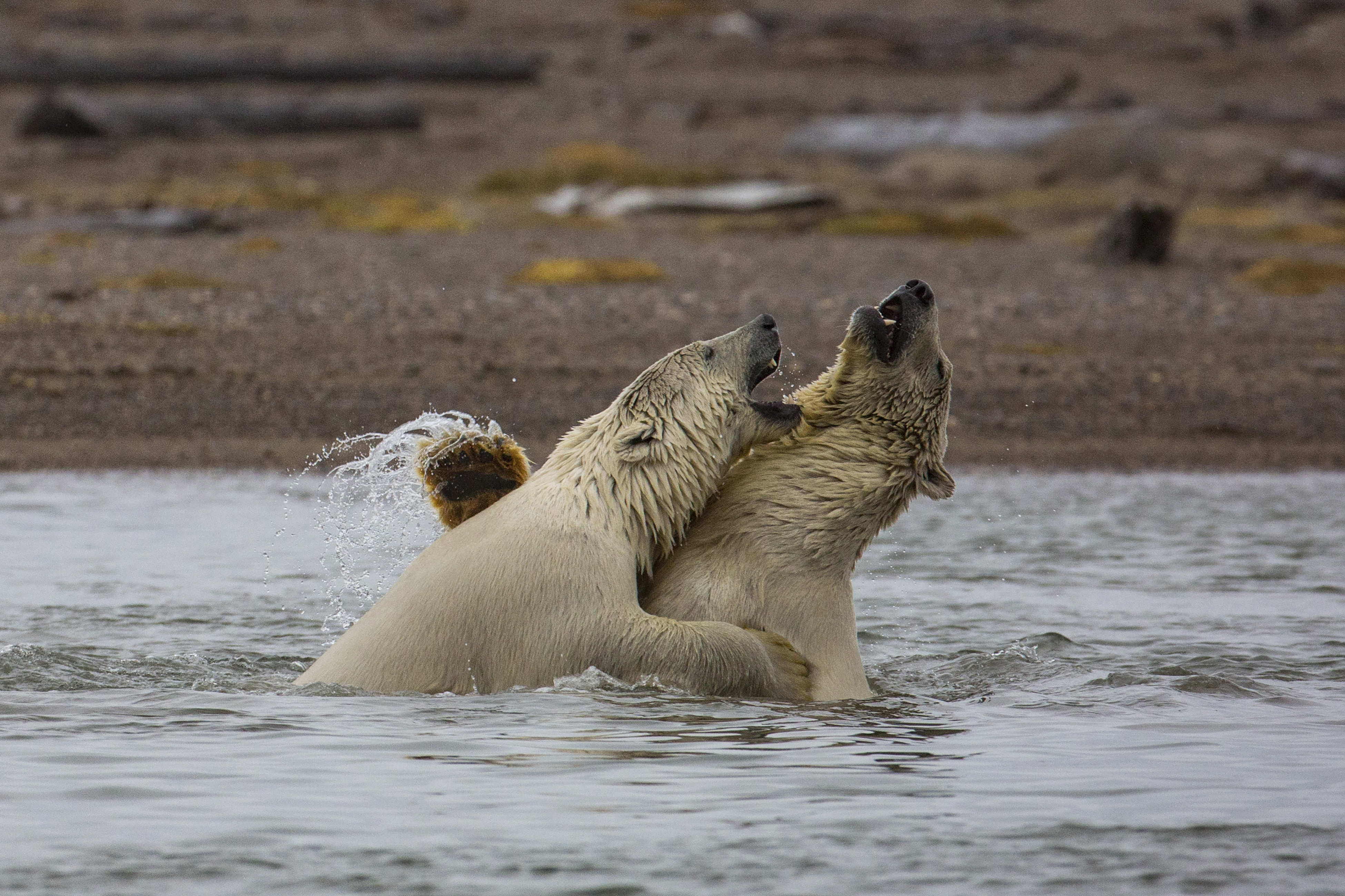 Polar Bears Encroach on Human Settlements in Russia, Canada Due to Climate  Change Ice, Habitat Loss