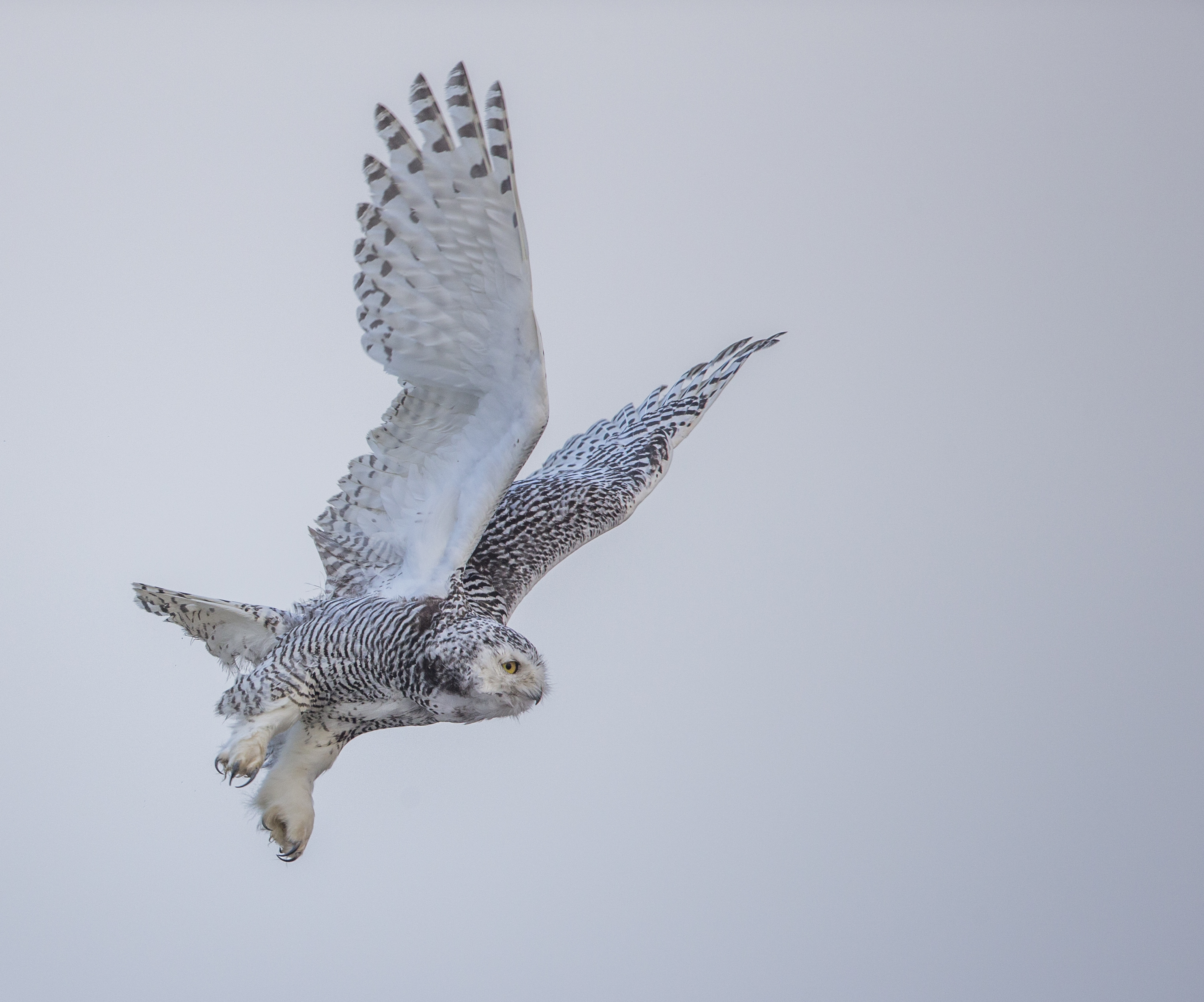 snowy owl with blue eyes flying