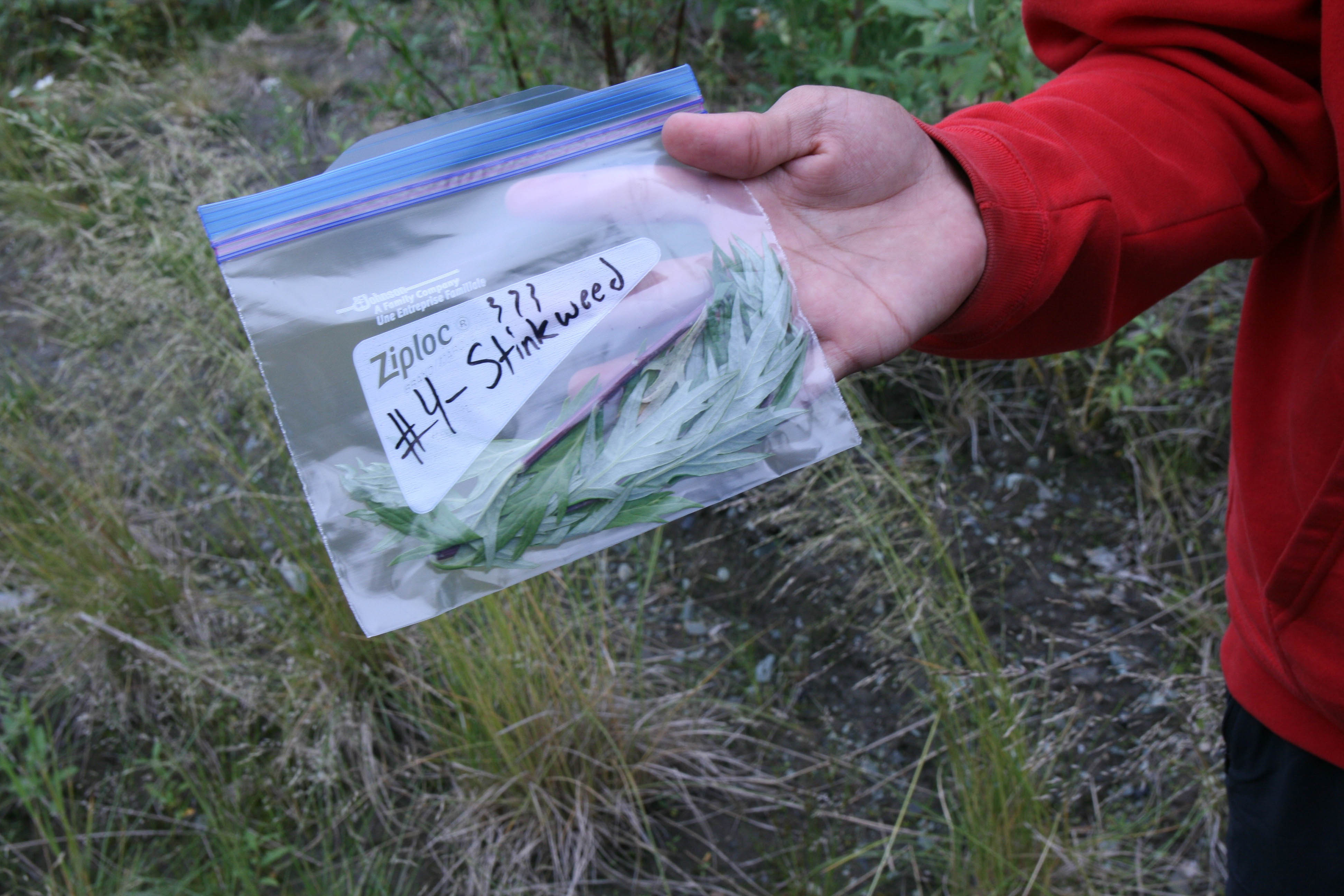 Stinkweed is one of the plants collected during an ethnobotany lesson for Orutsararmiut Native Council's Science and Culture Camp on Thursday, July 20, 2017, in Bethel, Alaska. (Lisa Demer / Alaska Dispatch News)