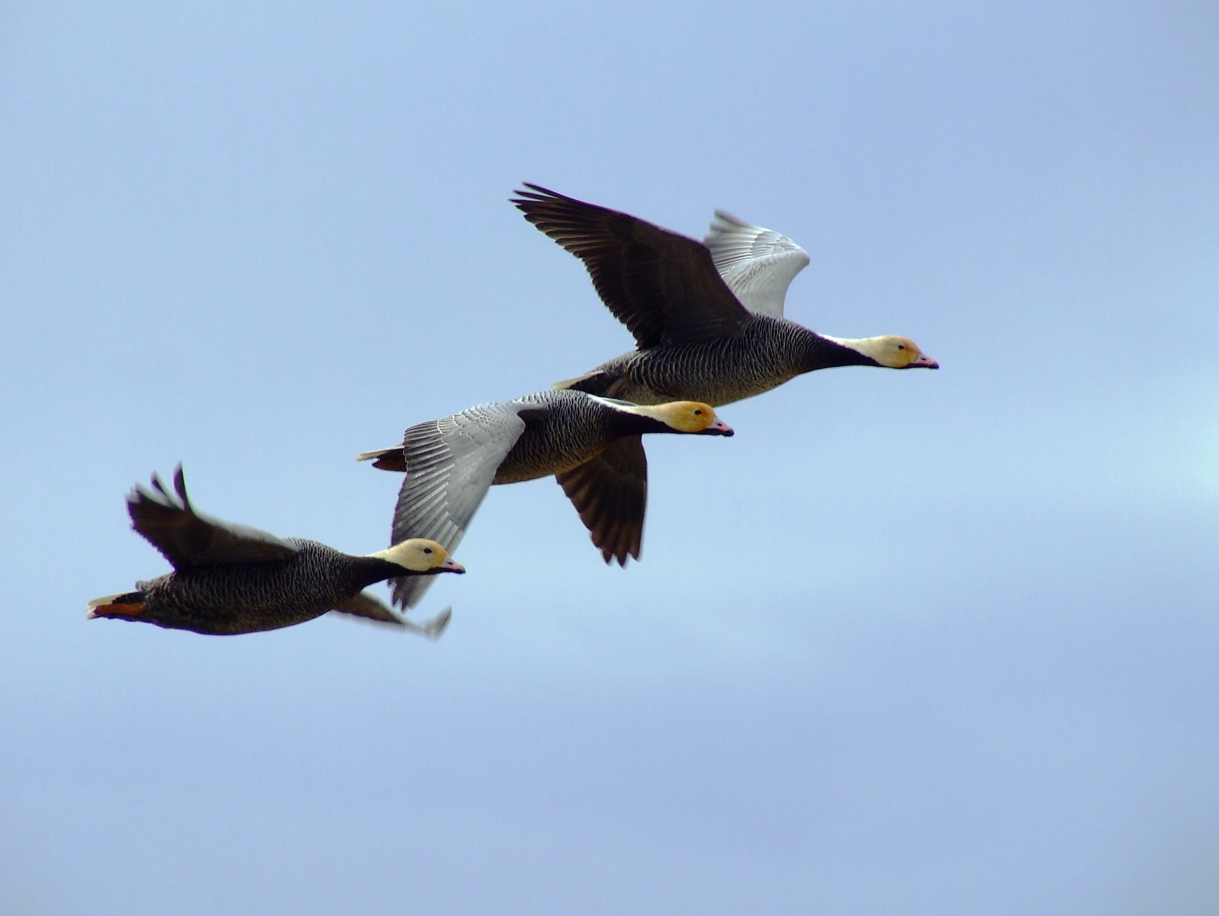 A trio of emperor geese in flight in the Yukon Delta National Wildlife Refuge. (U.S. Fish and Wildlife Service)