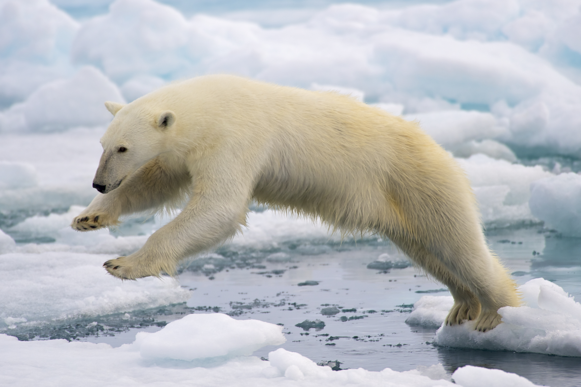 How the narrative on polar bears has become a problem for Arctic
