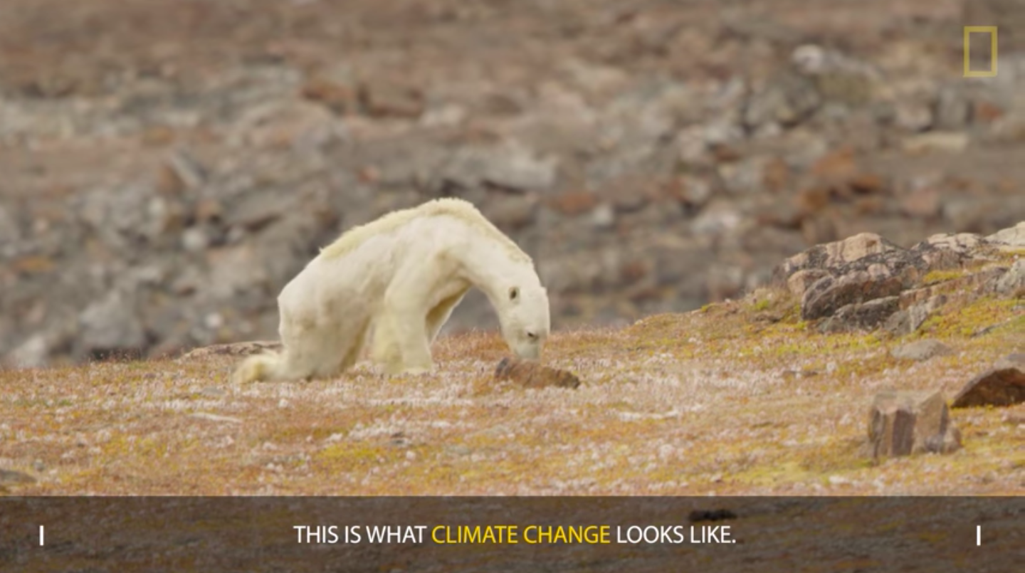 Polar Bears – Paul Nicklen