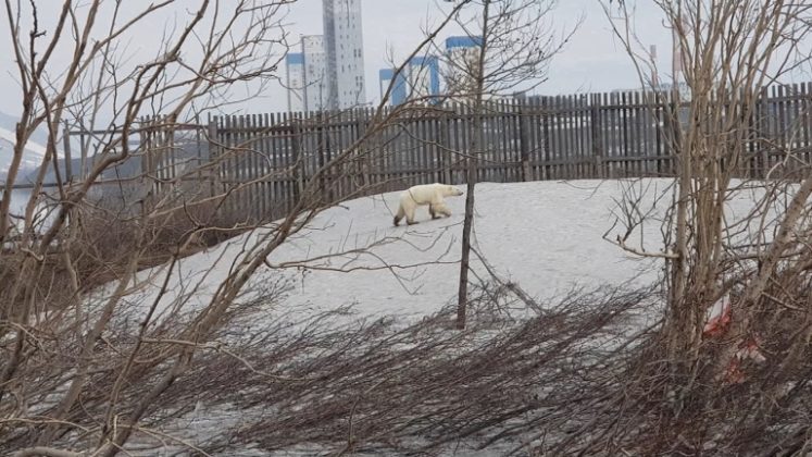 Exhausted Polar Bear Wanders Into Siberian City Arctictoday