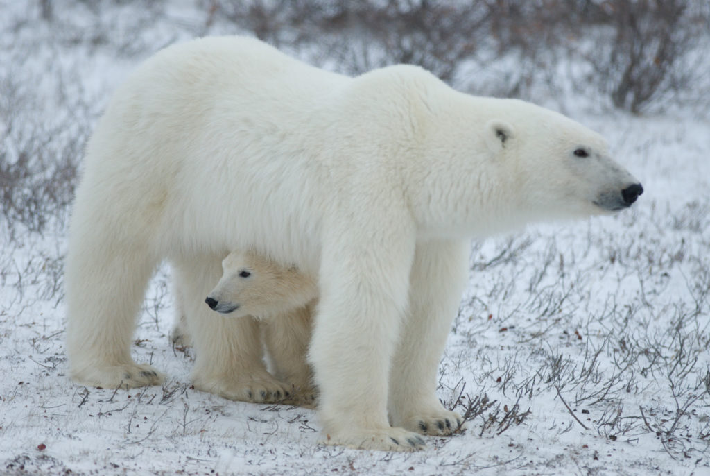 Denning polar bears need better protection from Alaska oil