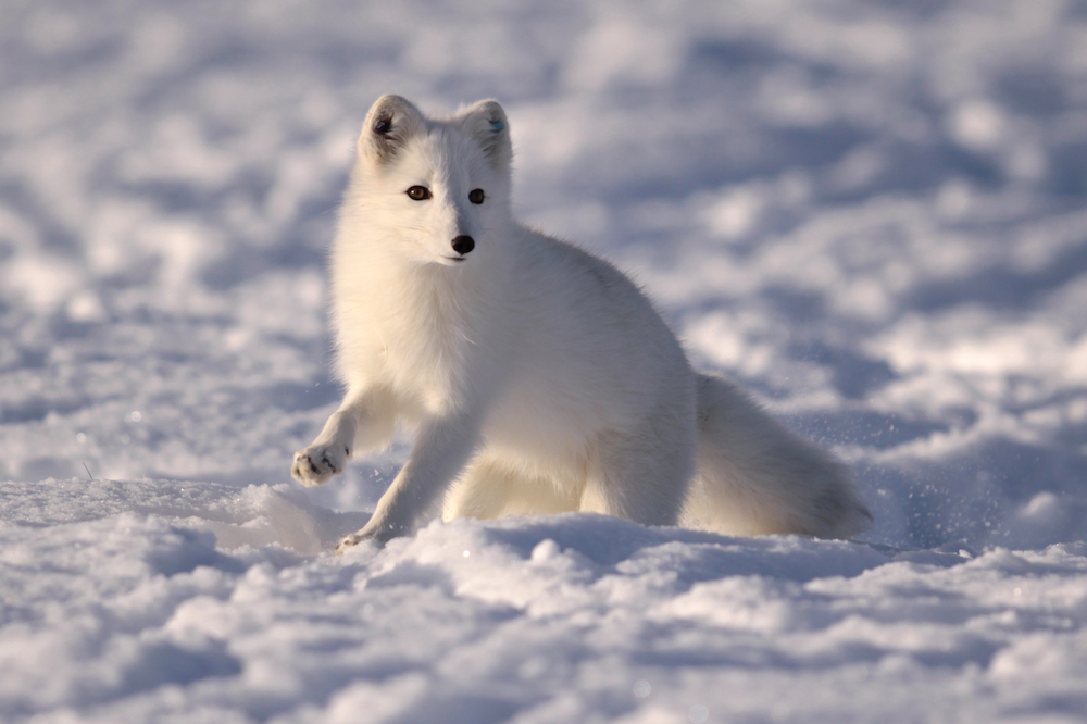 Renewed EU funding will keep a Scandinavian Arctic fox program going -  ArcticToday