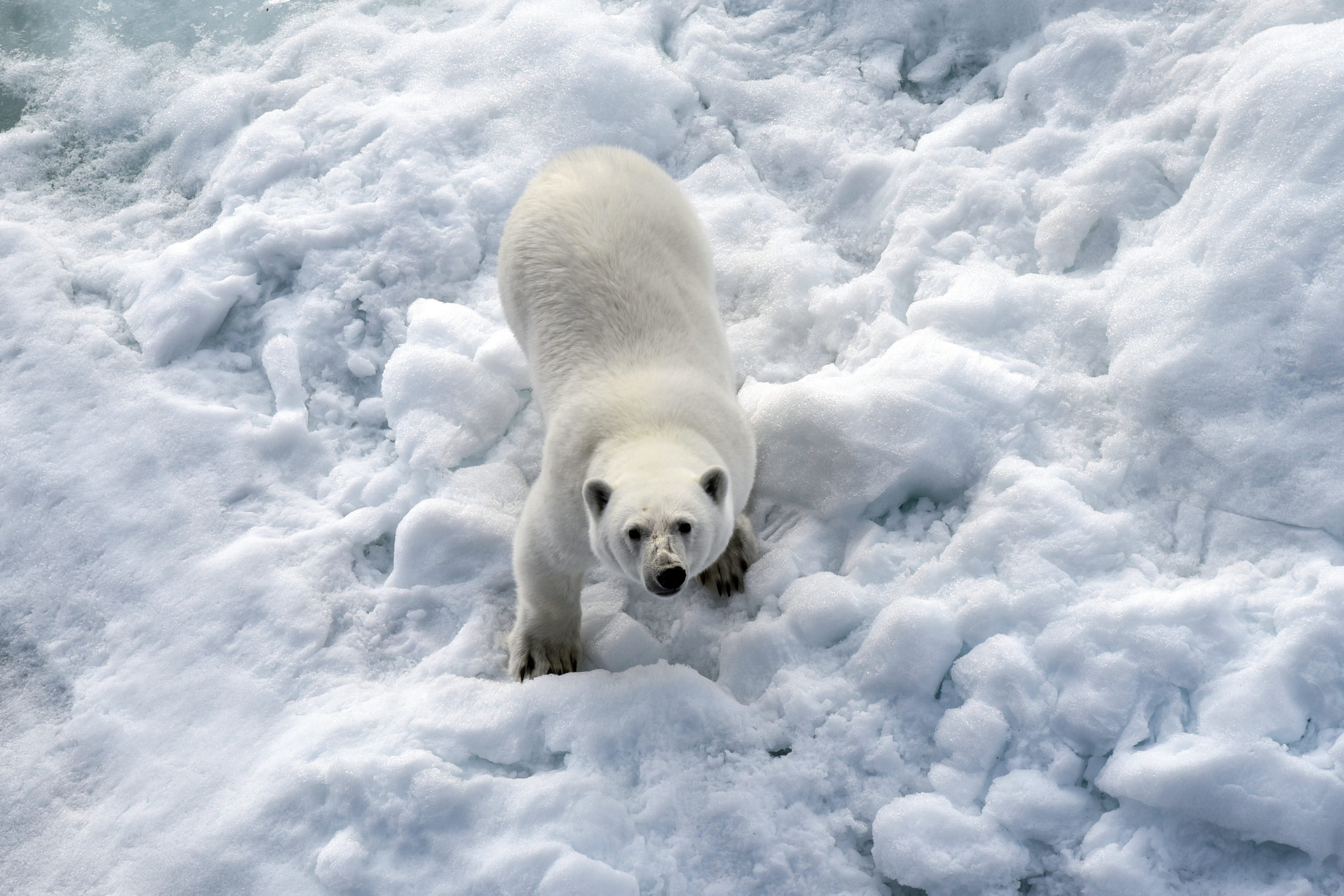 Russian researchers are seeing more cannibalism among polar bears -  ArcticToday