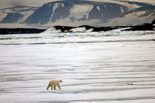 Polar Bears Face Extinction In Svalbard And Arctic Russia Arctictoday